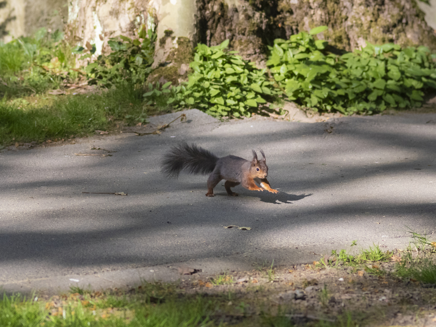 Eichhörnchen in action