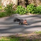 Eichhörnchen in action