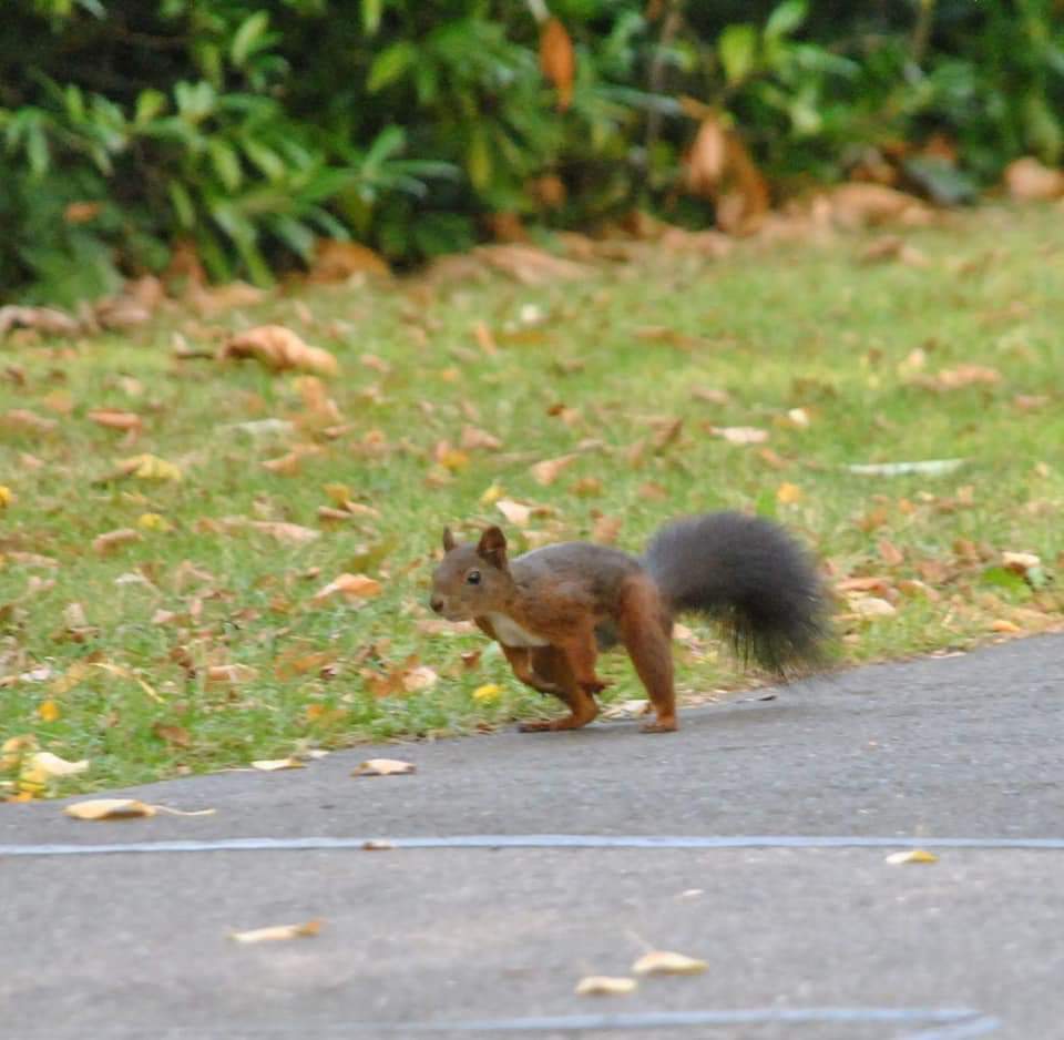 Eichhörnchen in Action