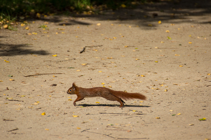 Eichhörnchen in Aktion2