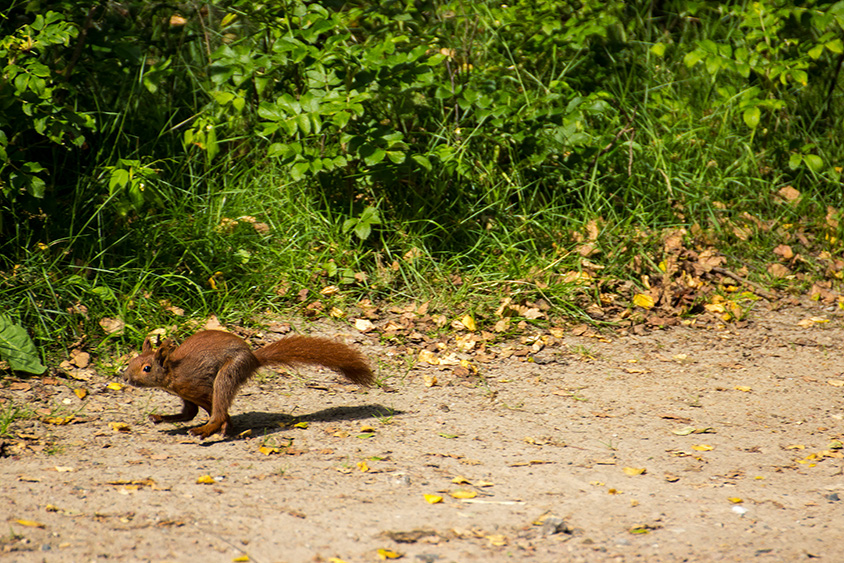 Eichhörnchen in Aktion3