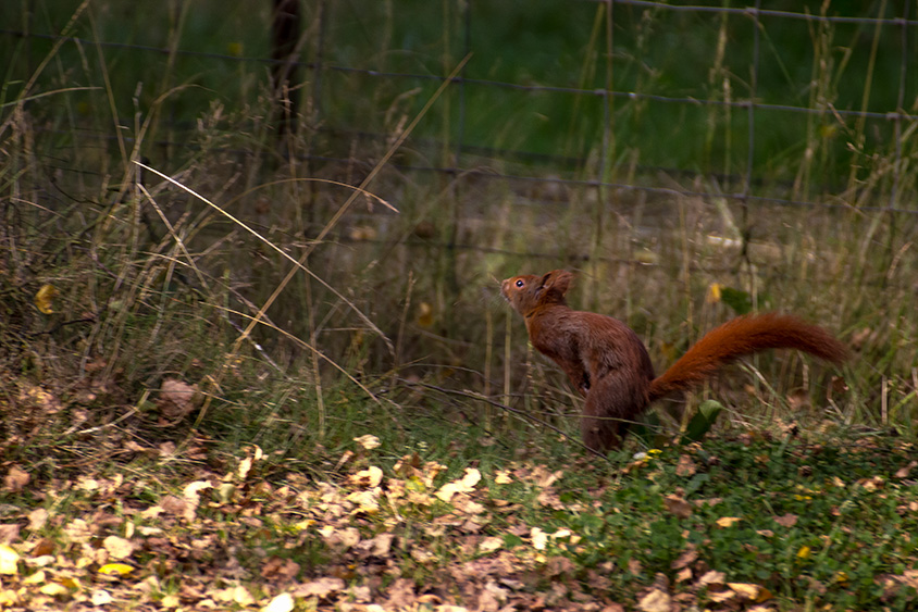 Eichhörnchen in Aktion5