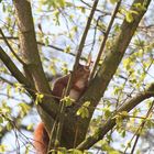 Eichhörnchen in Baumgabel