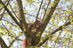 Eichhörnchen in Baumgabel