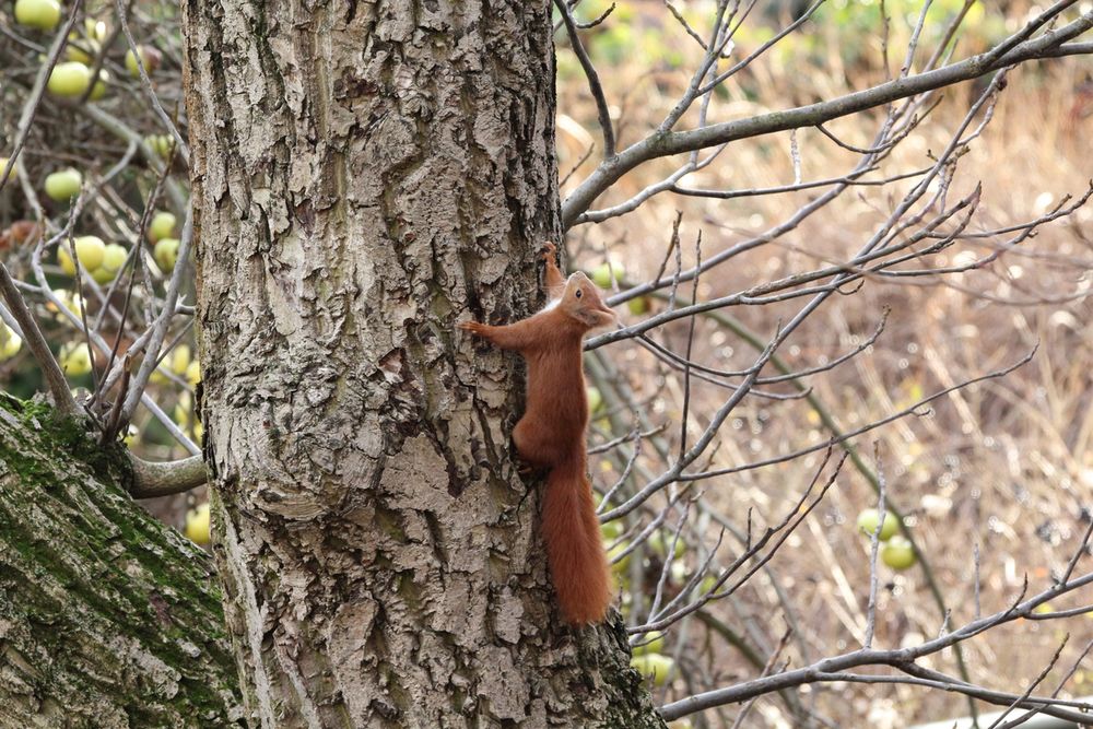 Eichhörnchen in Berlin (2)