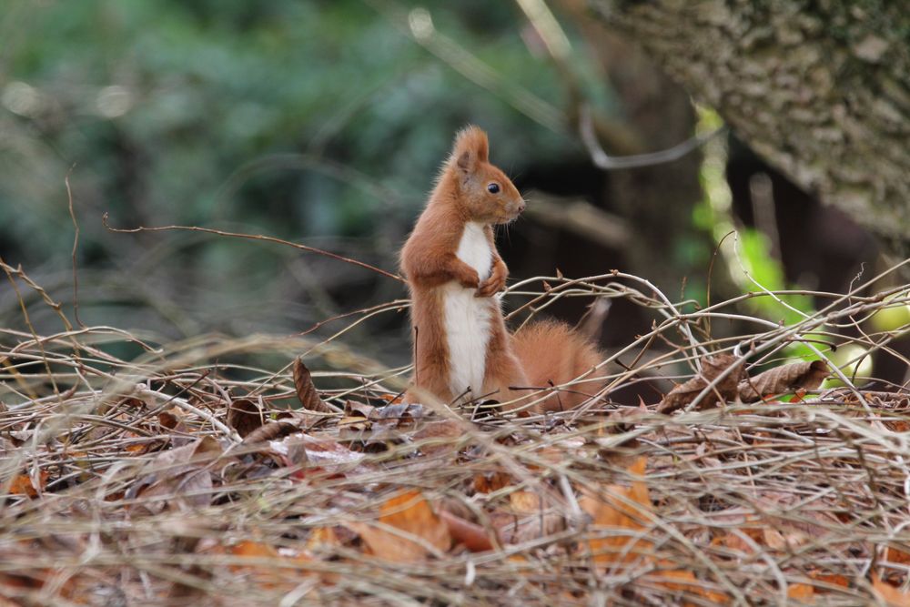 Eichhörnchen in Berlin (4)