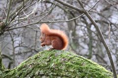 Eichhörnchen in Berlin