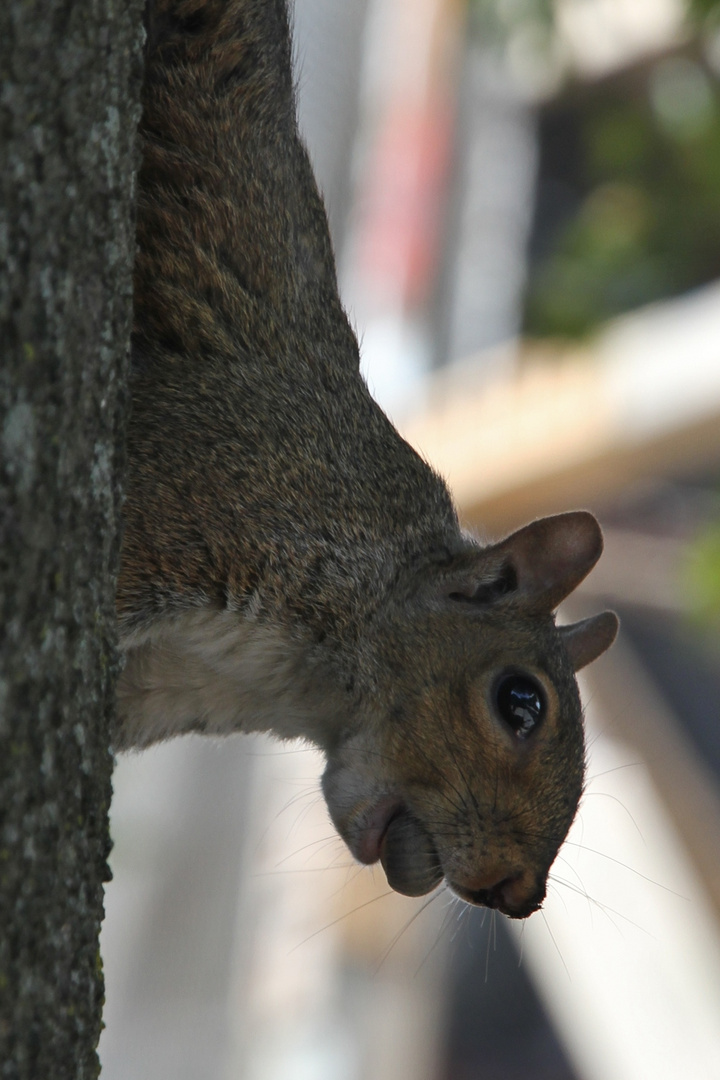 Eichhörnchen in Brooklyn