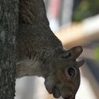 Eichhörnchen in Brooklyn