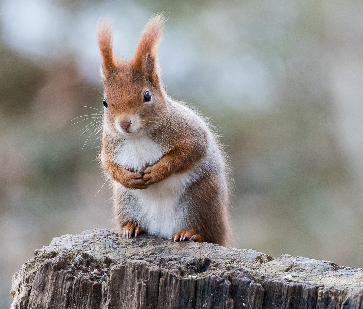 Eichhörnchen in Büßerpose