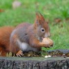 Eichhörnchen in den Garten gelockt