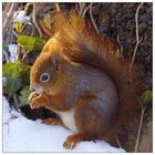 Eichhörnchen in der Abendsonne