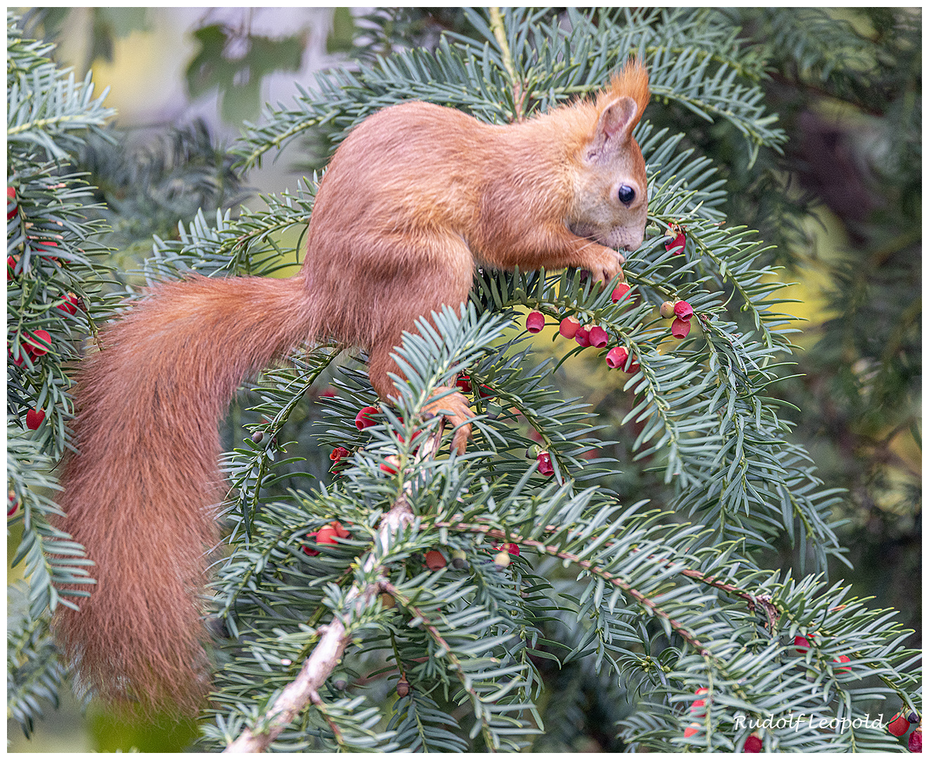 Eichhörnchen in der Eibe