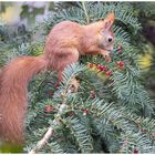 Eichhörnchen in der Eibe