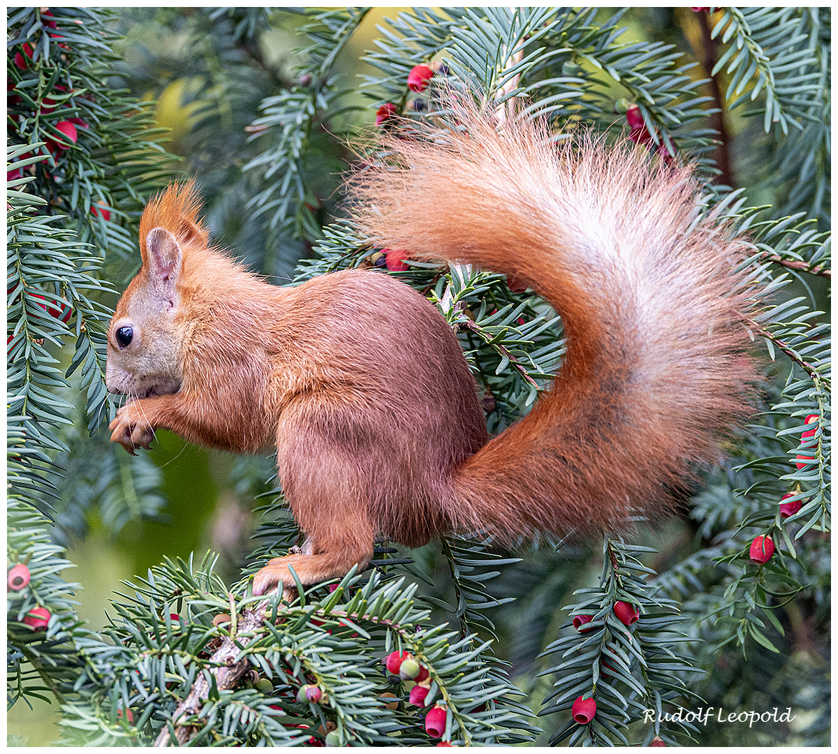 Eichhörnchen in der Eibe