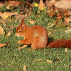 Eichhörnchen in der Flora in Köln