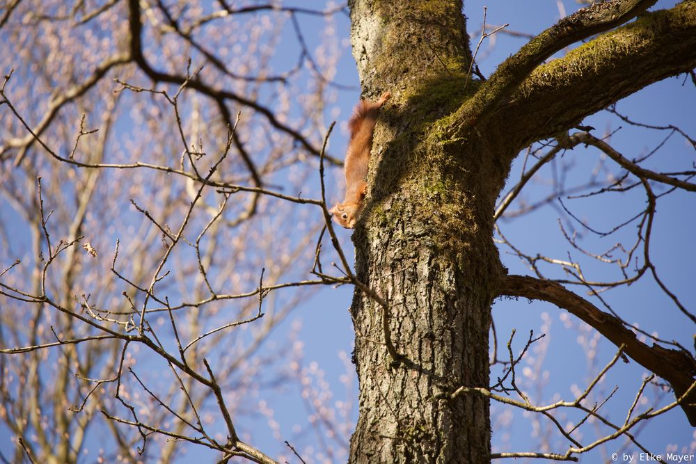 Eichhörnchen in der Frühlingssonne