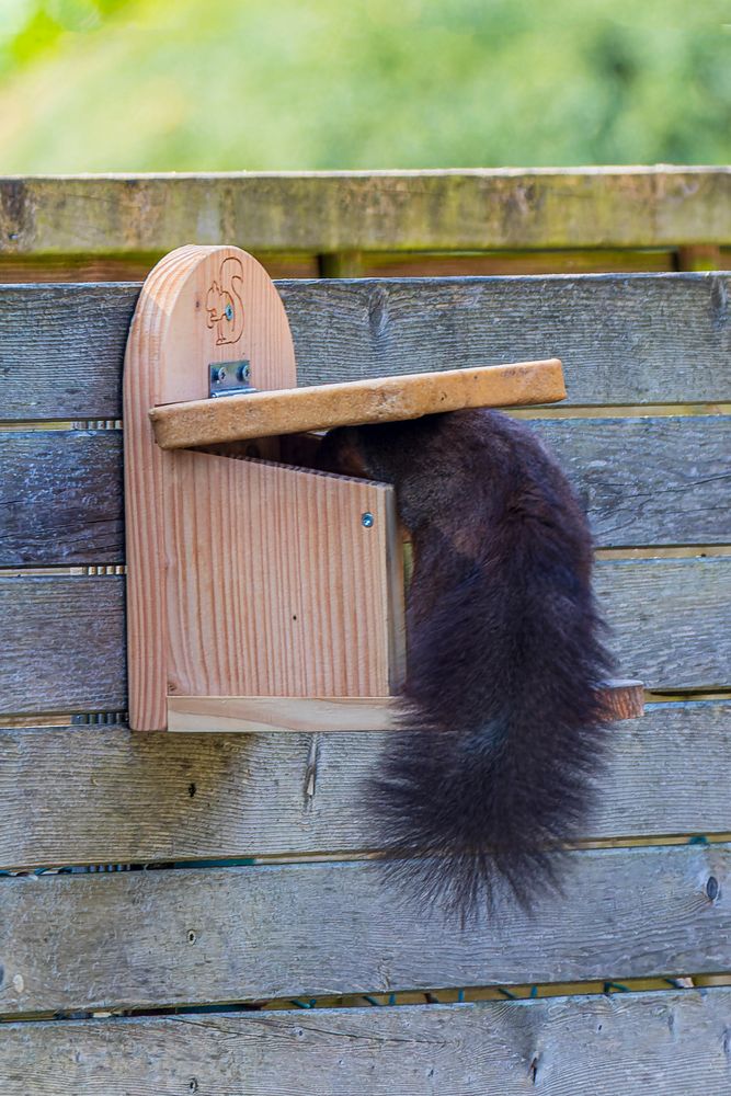 Eichhörnchen in der Futterstation