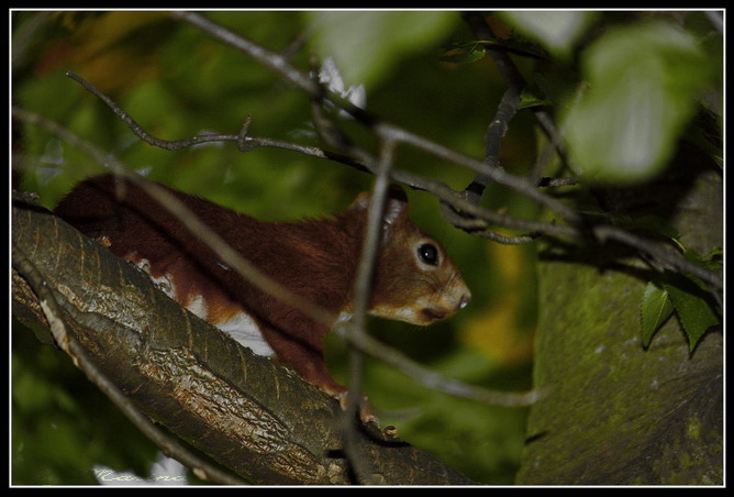 Eichhörnchen in der Gabelung eines Kirschbaums*