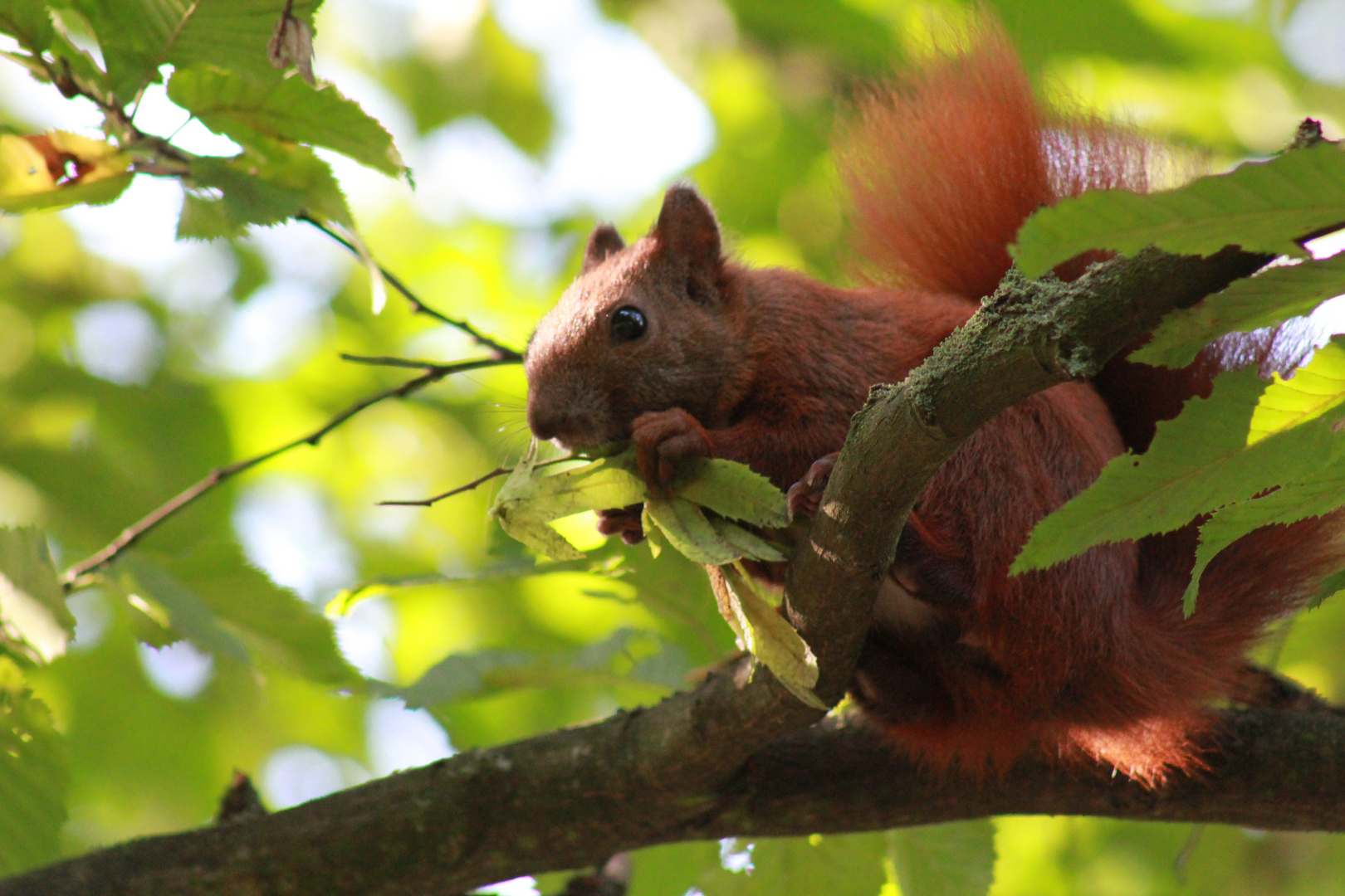 Eichhörnchen in der Herbstsonne