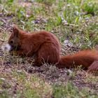 Eichhörnchen in der Königsheide