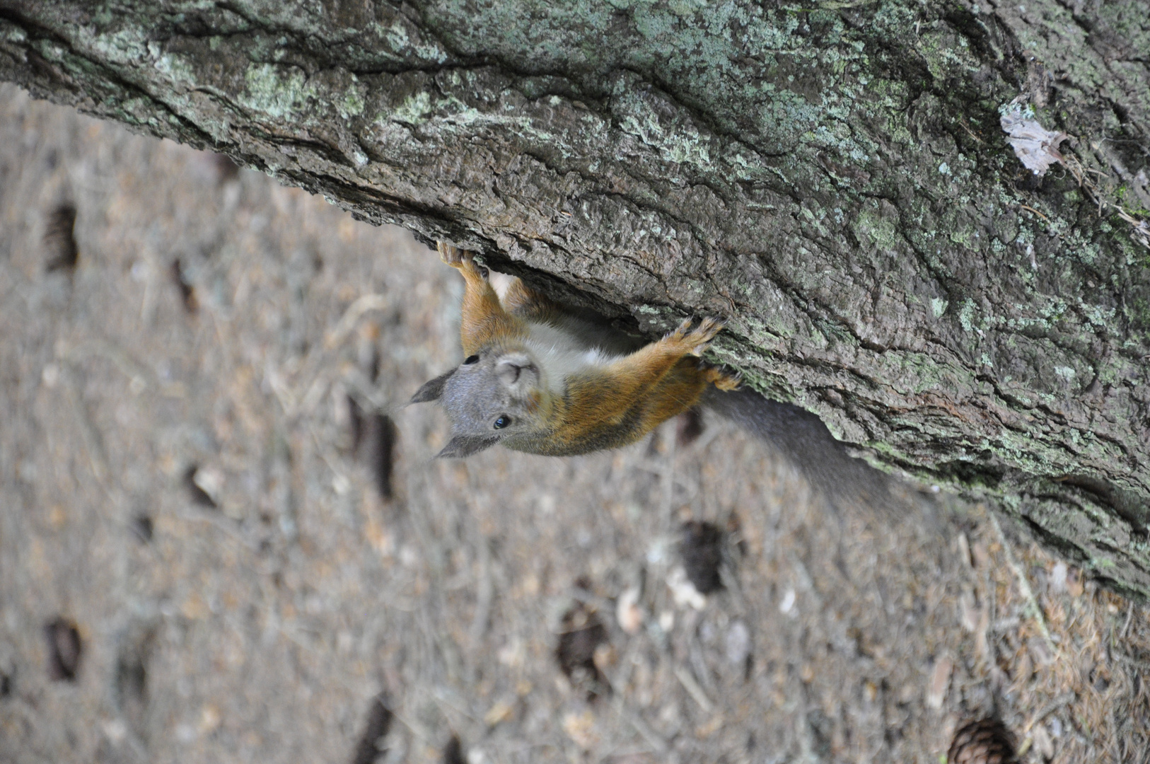 Eichhörnchen in der Lenzernheide