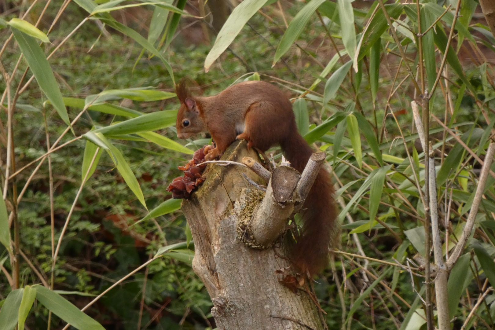 Eichhörnchen in der Nachbarschaft