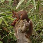 Eichhörnchen in der Nachbarschaft