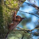 Eichhörnchen in der Senne