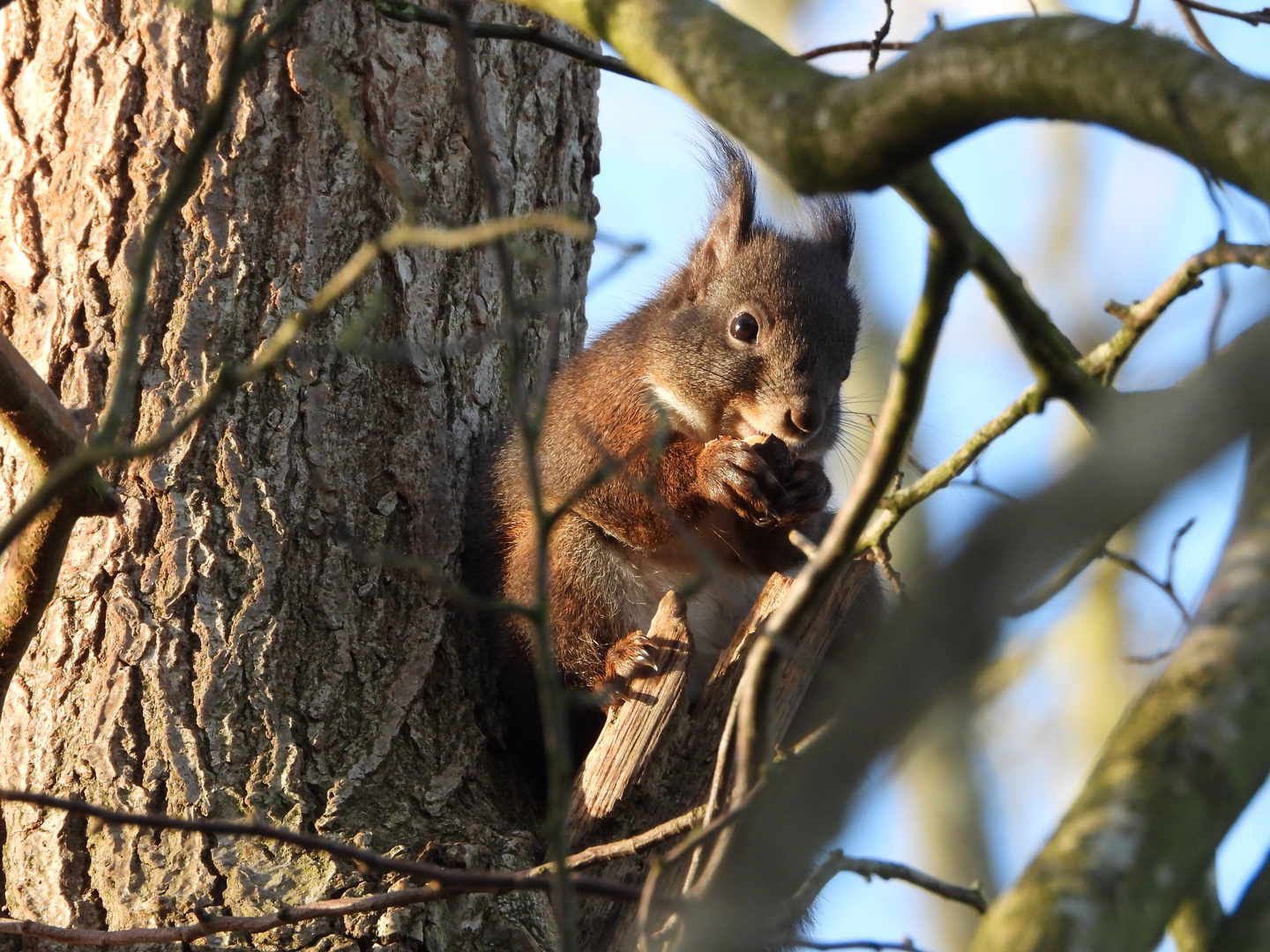 Eichhörnchen in der Wintersonne