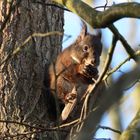 Eichhörnchen in der Wintersonne