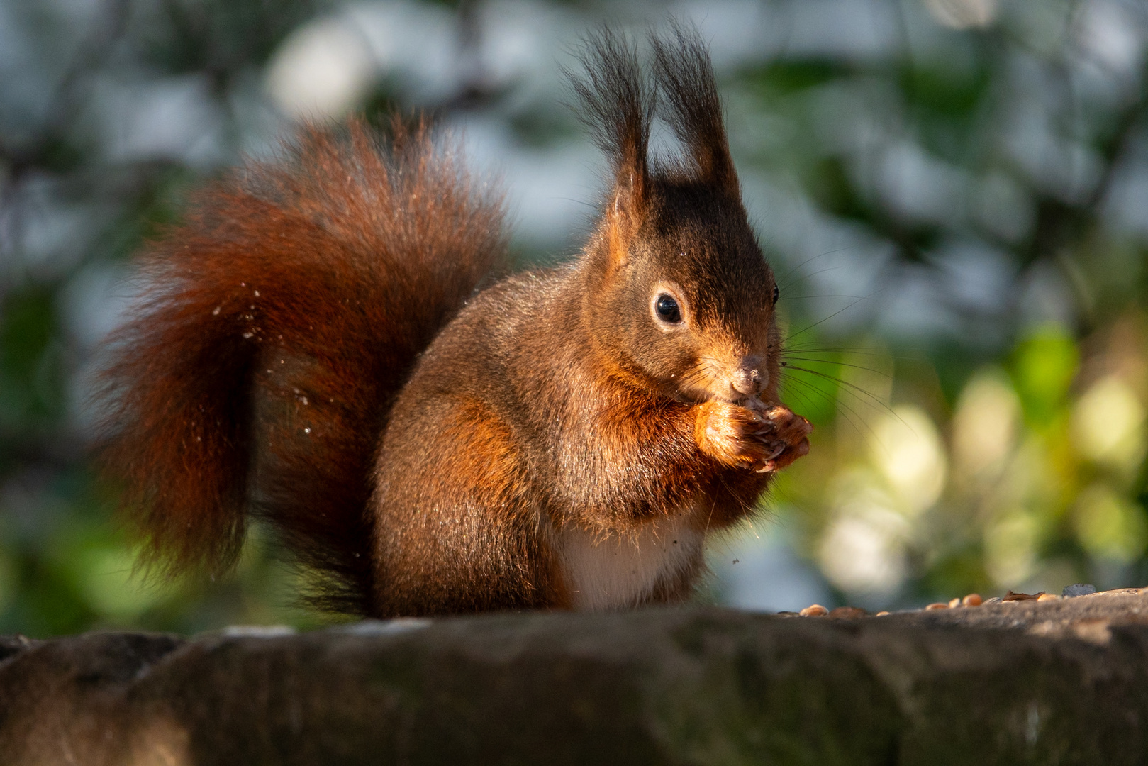 Eichhörnchen in der Wintersonne 