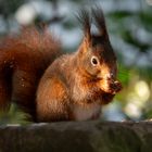 Eichhörnchen in der Wintersonne 