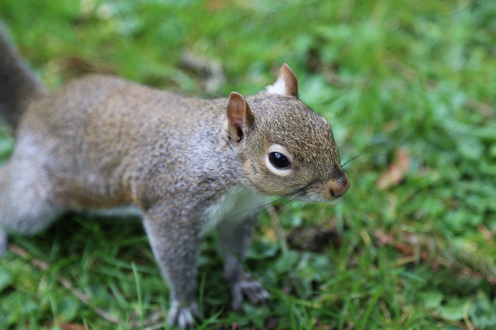 Eichhörnchen in Dublinpark