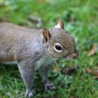 Eichhörnchen in Dublinpark