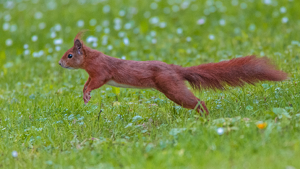 Eichhörnchen in Eile