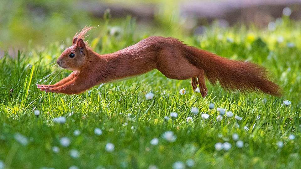 Eichhörnchen in Eile