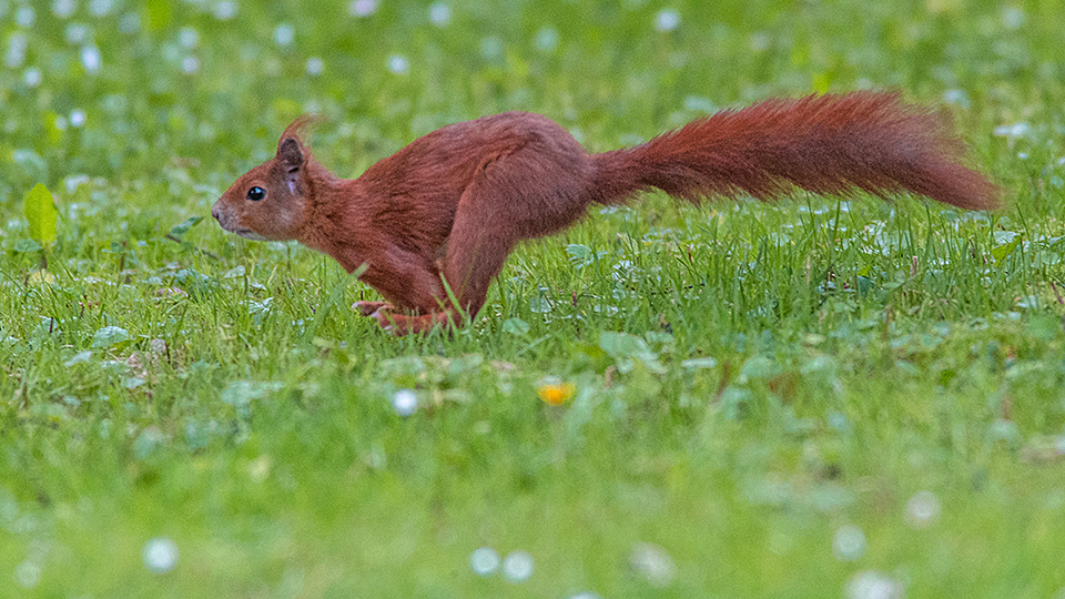 Eichhörnchen in Eile