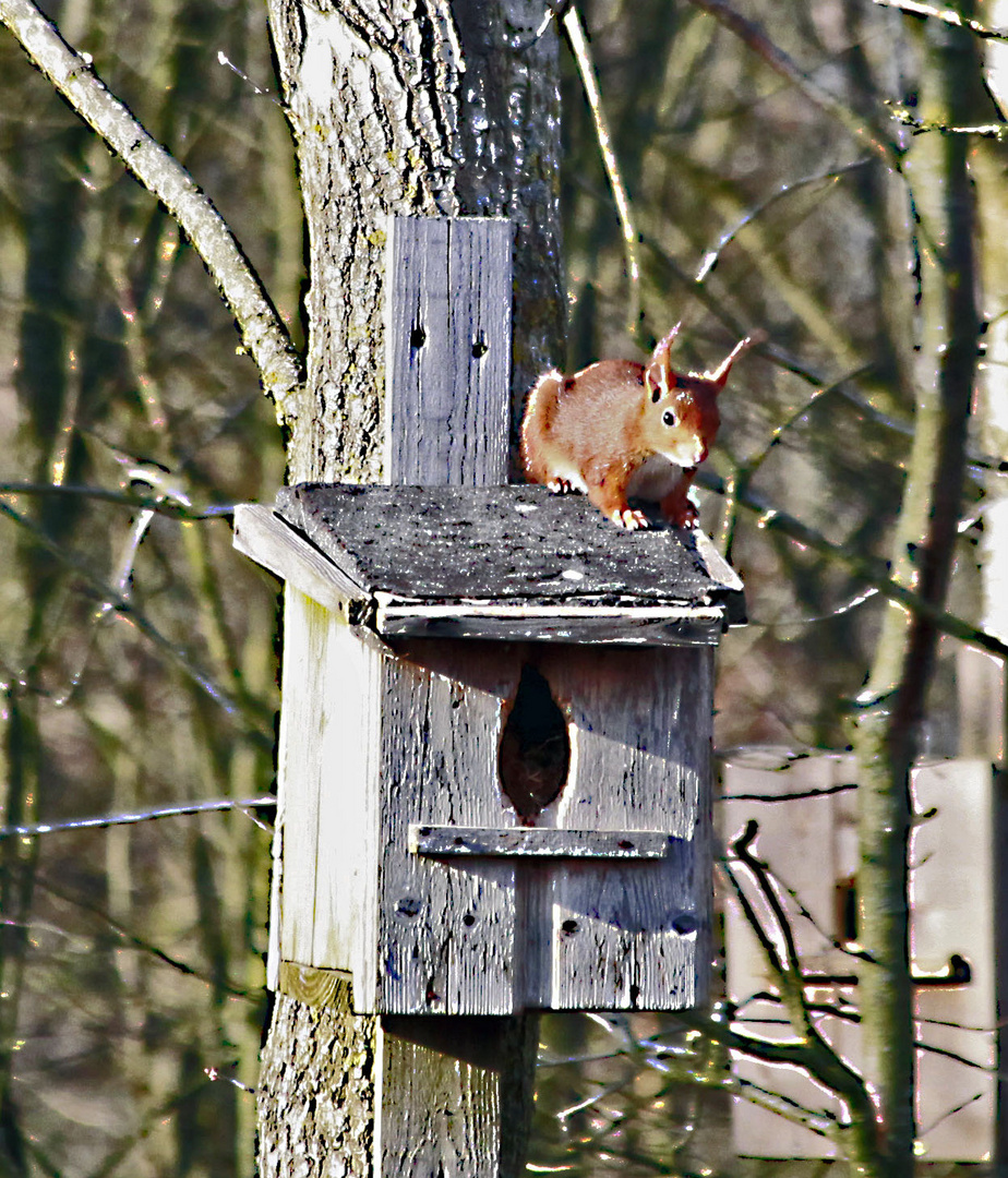 Eichhörnchen in ein Meisen Häuschen 