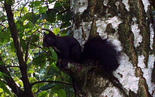 Eichhörnchen in einer Birke