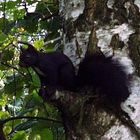 Eichhörnchen in einer Birke