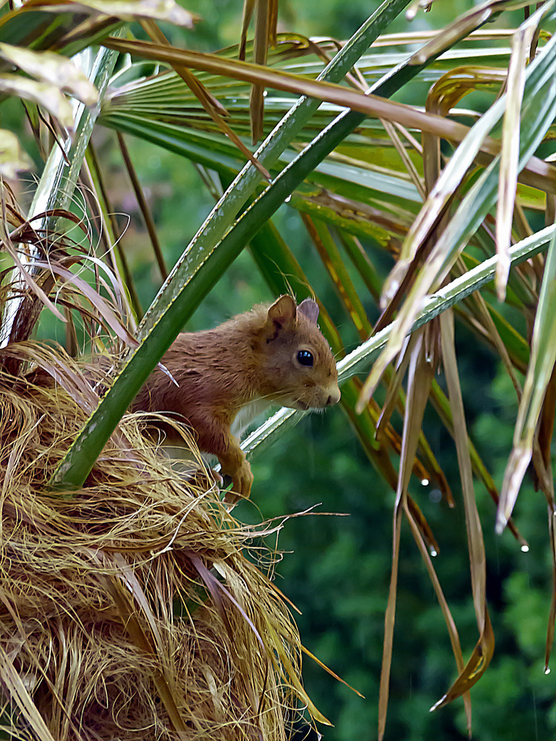 Eichhörnchen in einer Palme