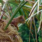 Eichhörnchen in einer Palme