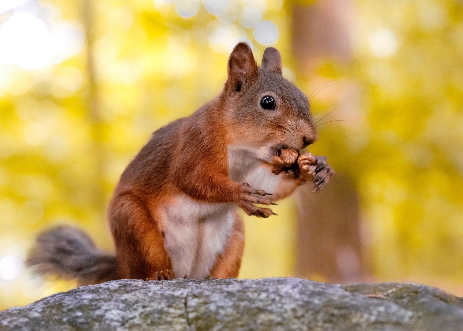 Eichhörnchen in Finnland