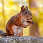 Eichhörnchen in Finnland