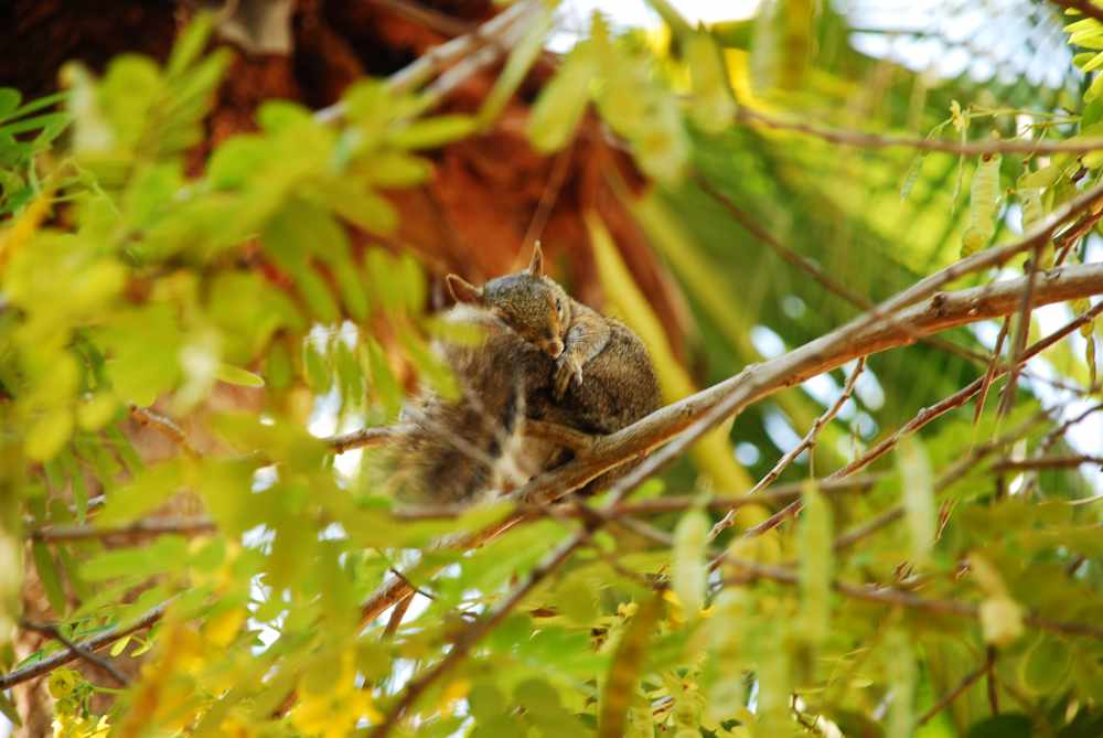 Eichhörnchen in Florida 2