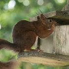 Eichhörnchen in Freiburg