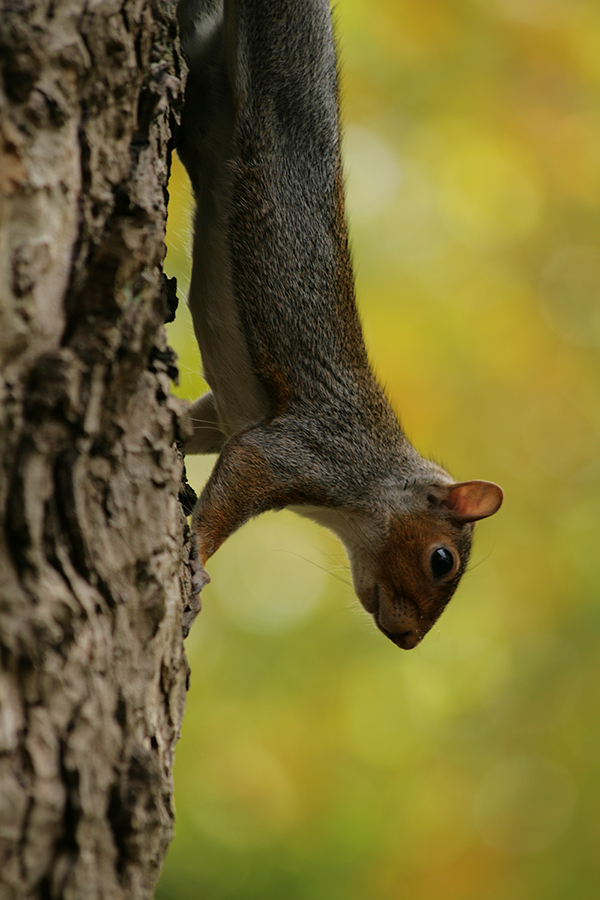 Eichhörnchen in freier Natur