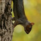 Eichhörnchen in freier Natur