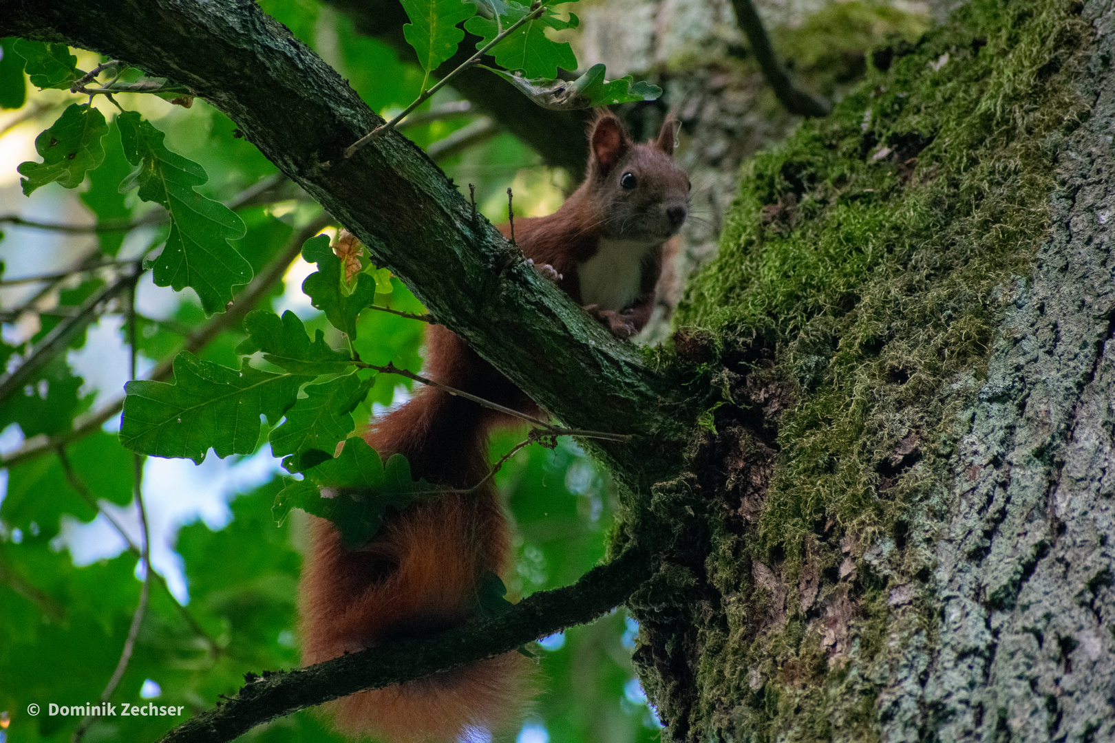 Eichhörnchen in freier Wildbahn 